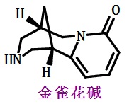 金雀花碱结构式